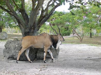 - Wildlife - 